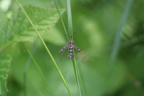 Chamaesphecia sp.